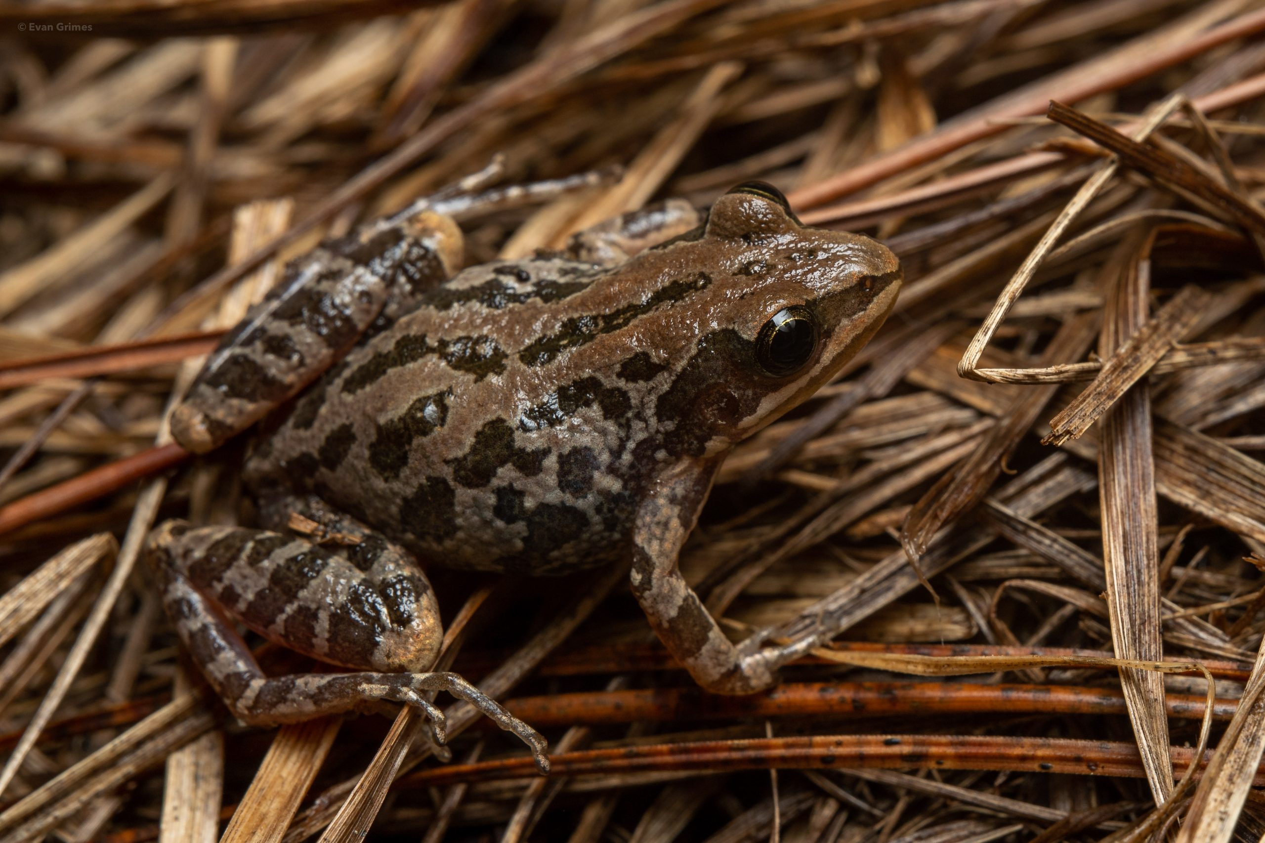 Southern chorus frog