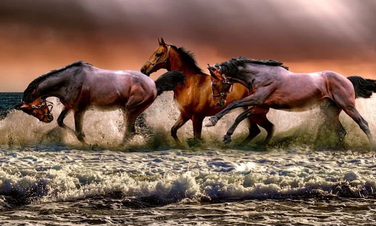 ركوب الحالم على ظهر الفرس يوميء بشعوره بالهموم والأحزان ولكنه سوف يتخطاها بعد فترة وينتهي منها على خير. ÙÙ ÙØ§ ØªØ¨Ø­Ø« Ø¹ÙÙ ÙÙ ØªÙØ³ÙØ± Ø­ÙÙ Ø§ÙØ­ØµØ§Ù Ø§ÙÙØ§Ø¦Ø¬ ÙØ§Ø¨Ù Ø³ÙØ±ÙÙ ÙÙÙØ¹ ÙØµØ±Ù