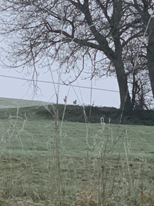 Ingezoomde foto van twee herten die over een weiland wegrennen