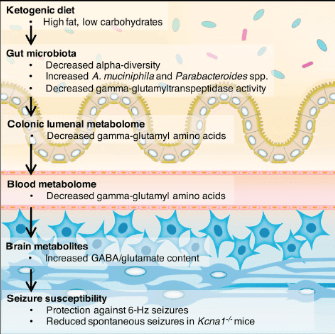 Can Eating A Ketogenic Diet Change Our Microbiome