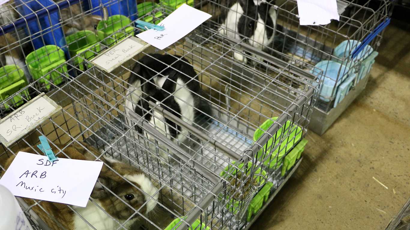 Rabbit Dogs For Sale In Tn Underhill Hollands Holland Lops For Sale