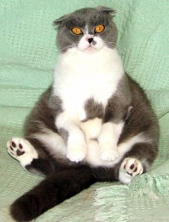 Jul 18, 12:26 negeri sembilan. Indonesia Scottish Fold Breeders Grooming Cat Kittens Reviews Articles Muamat