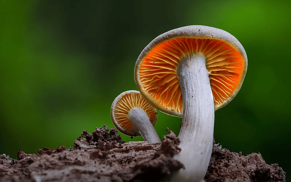 mushroom