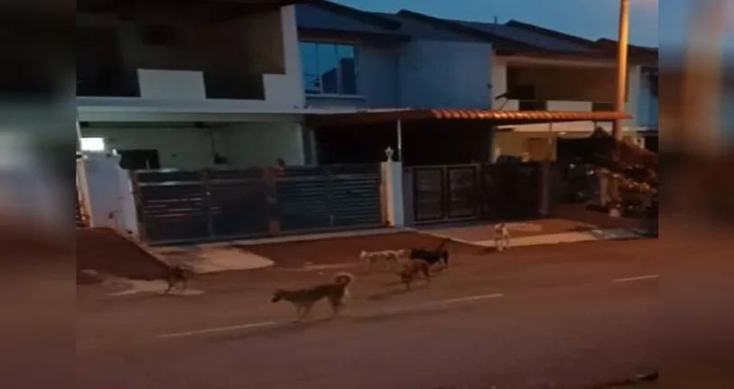 A group of dogs walking in front of a residential area with houses in the background during dusk.