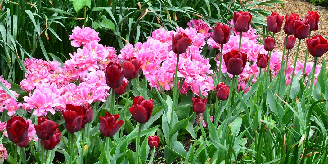 tulips4