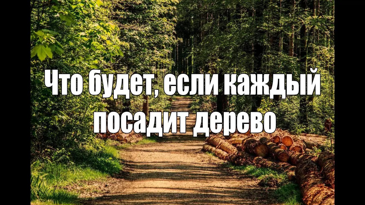 Что будет если каждый посадит дерево?