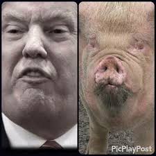 piggy