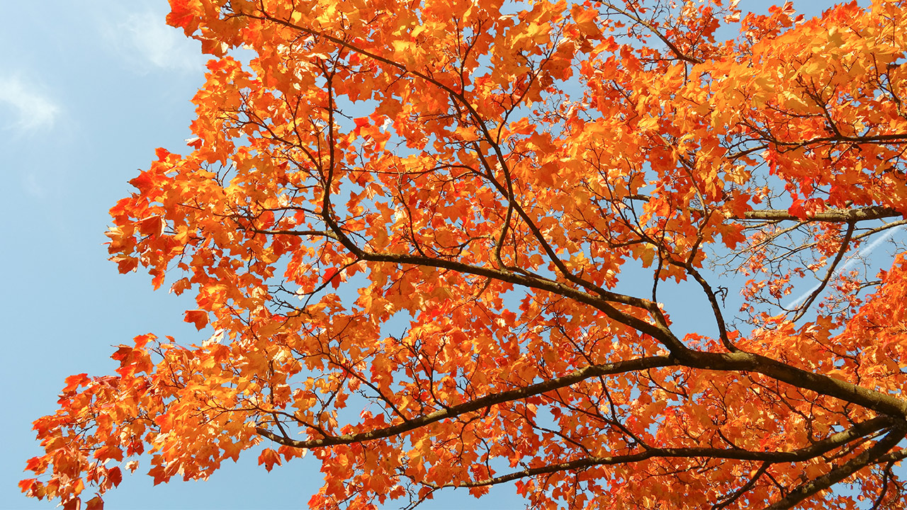 Why Does Fall Foliage Turn So Red And Fiery It Depends The New York Times