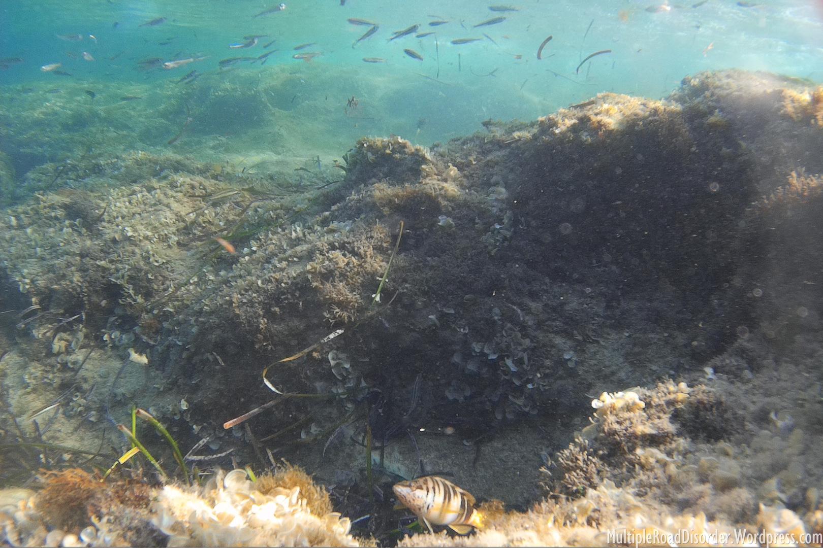 If I had done nothing else than snorkeling I would still leave happy