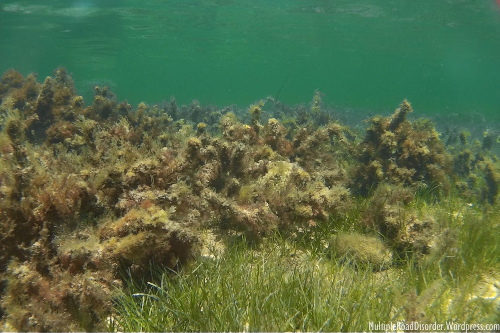 More underwater views
