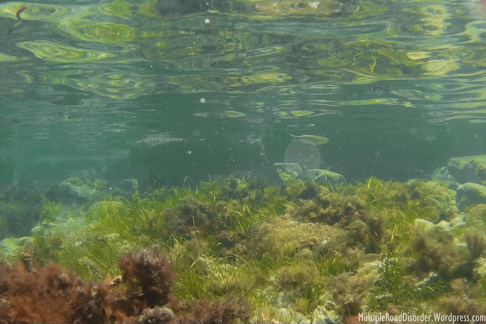 Snorkeling in Malta is like diving into a tropical aquarium!