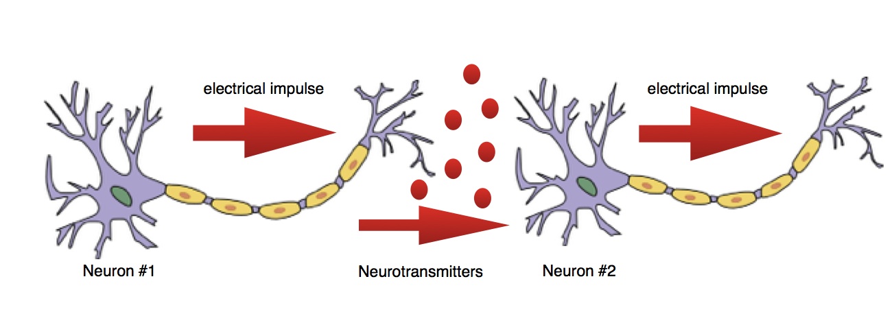 nerveconduction