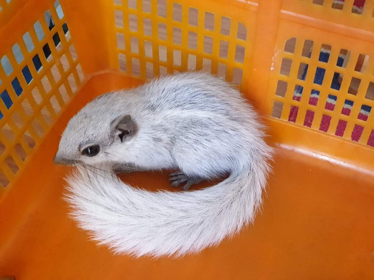 mumbai rare partial albino squirrel rescued in mulund on pet squirrel for sale in mumbai
