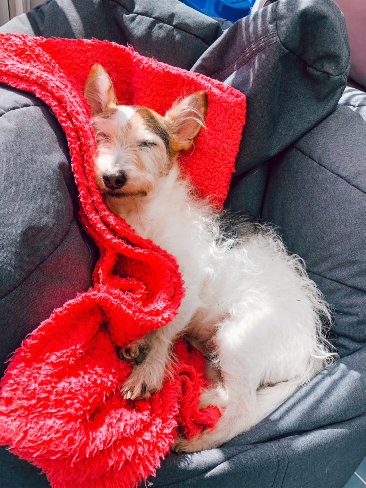 Dog