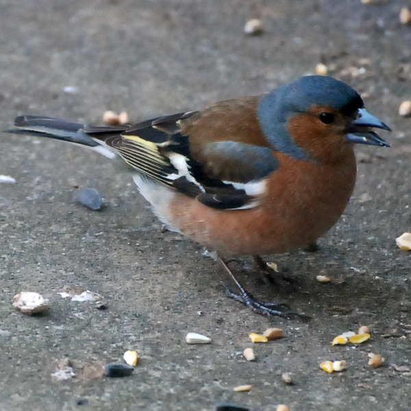 Chaffinch