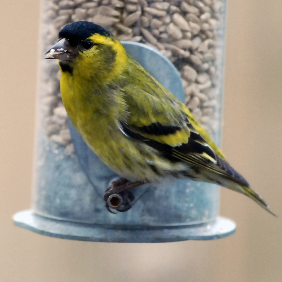 Siskin