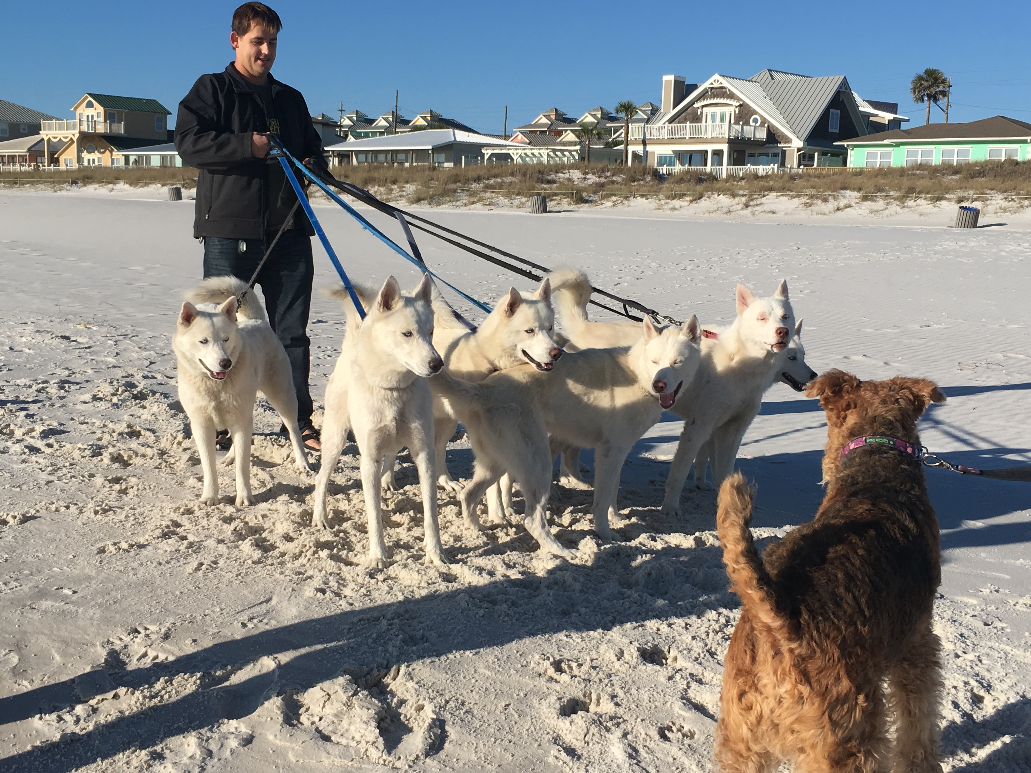 While walking along Panama City Beach we ran into a pack of 6 huskies!!!!!