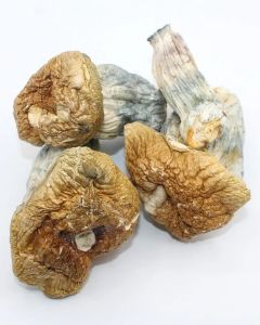 albino penis envy mushrooms