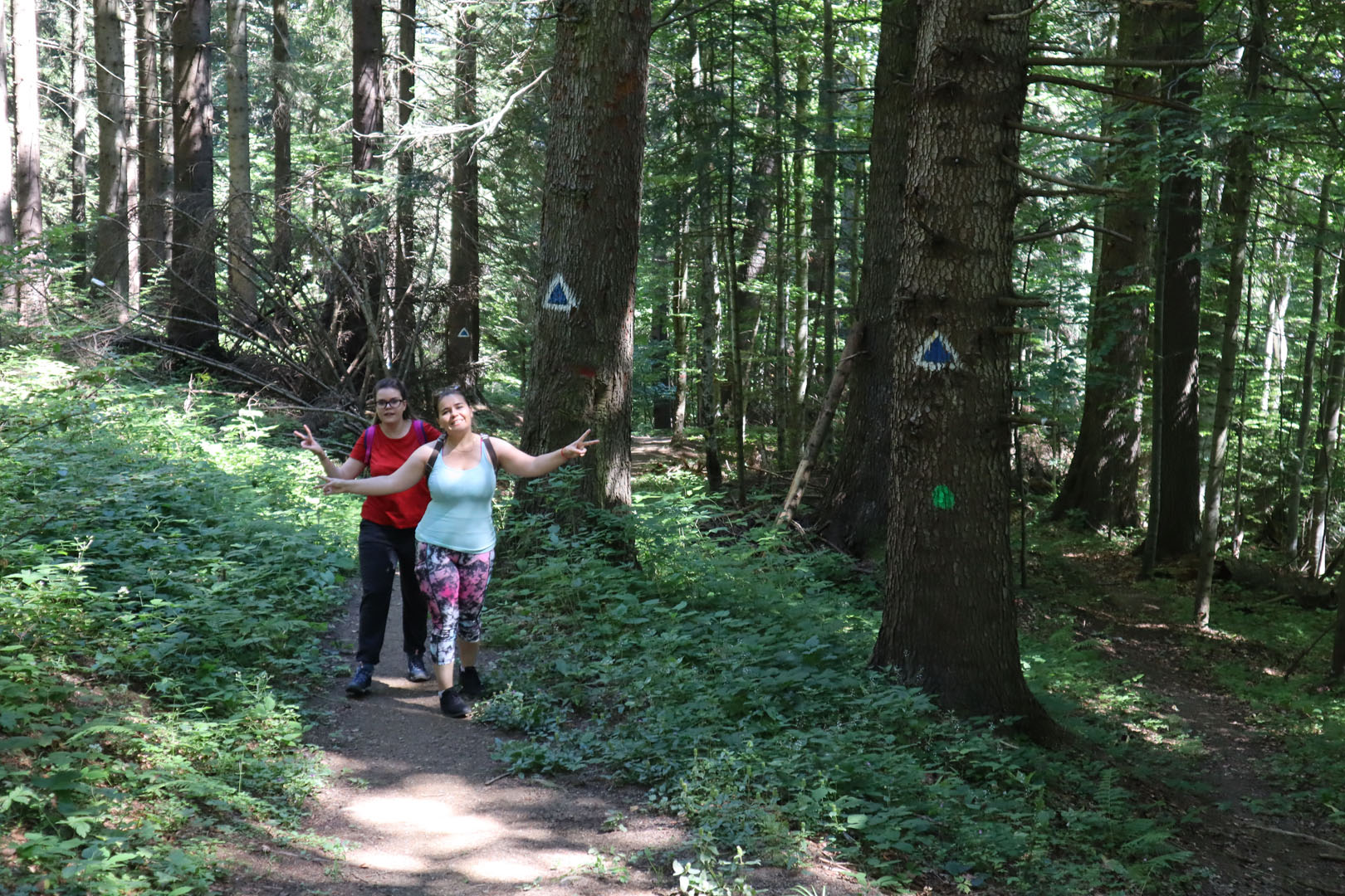 Solurile podzolice au fost descris . Traseu Pe Munte Intre Predeal Èi Azuga Munteanu Bogdan