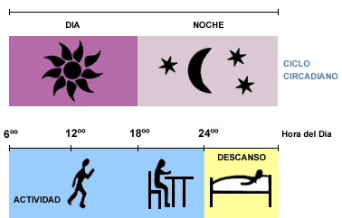 Resultado de imagen para ciclos circadianos