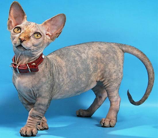 La Plus Petite Baleine Du Monde Nouvelle Race De Chats A La Lumiere Avec Photos Et Noms De Petits Chats