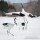 16th February:  Hokkaido - Akan International Crane Centre