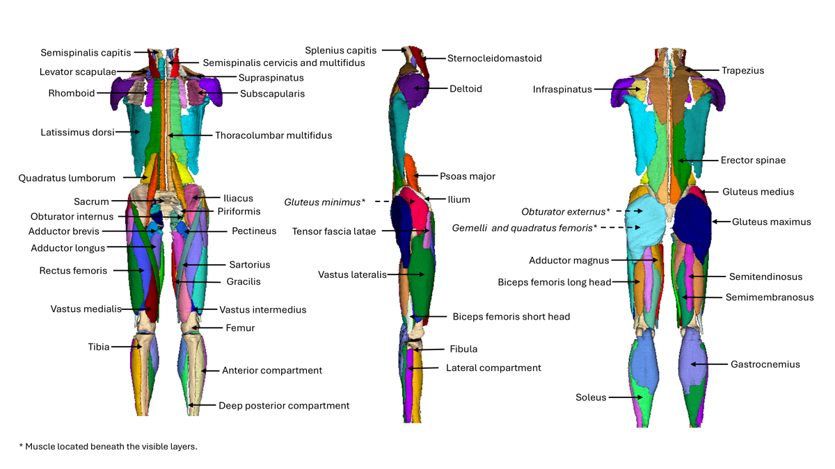 MuscleMap Whole Body Muscle Logo 