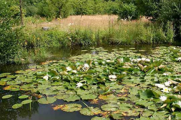 Bild Fruhling Im Botanischen Garten Gutersloh Zu Botanischer Garten Im Stadtpark Gutersloh In Gutersloh