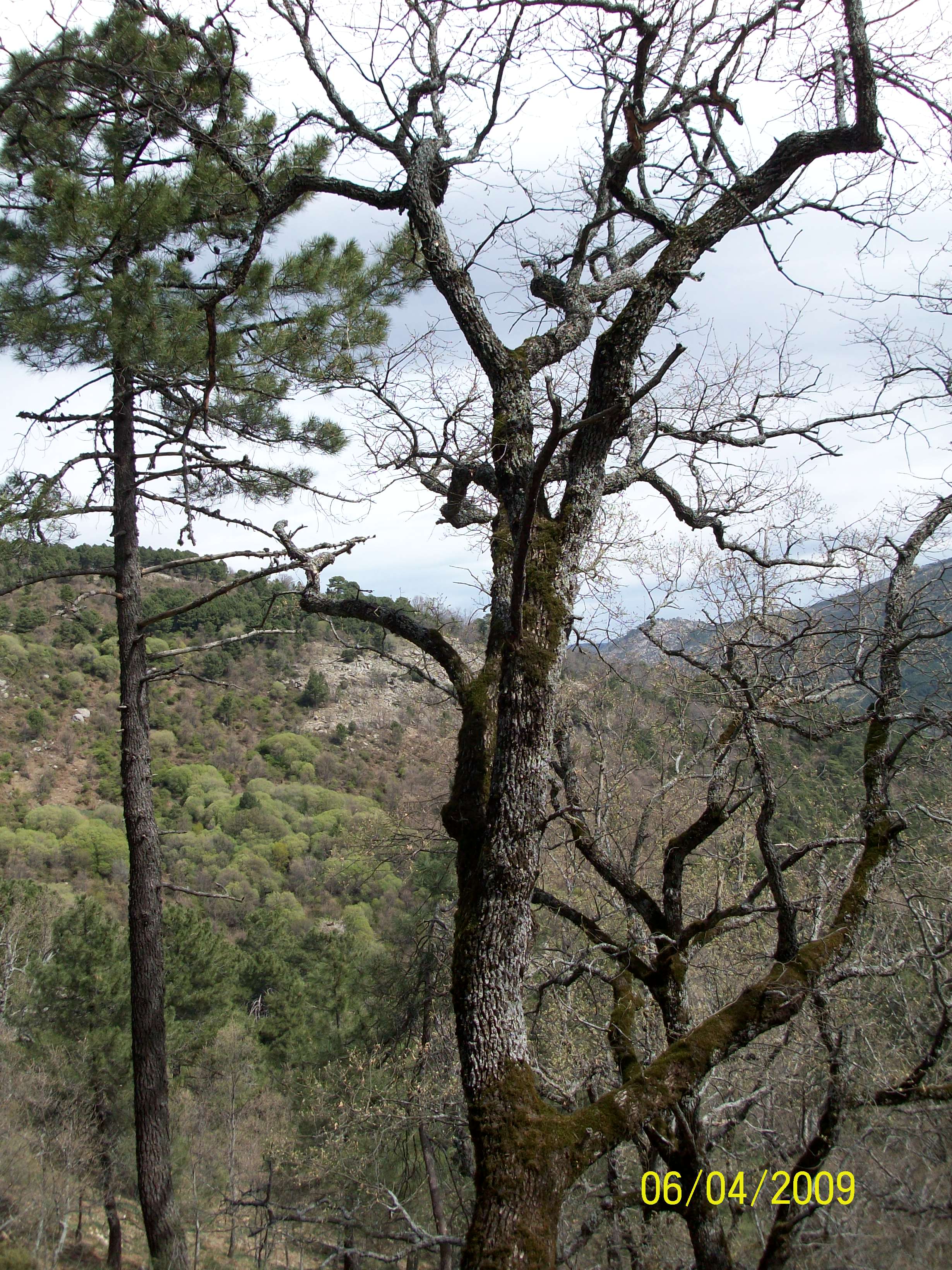 Pinos de la Garganta del Horco
