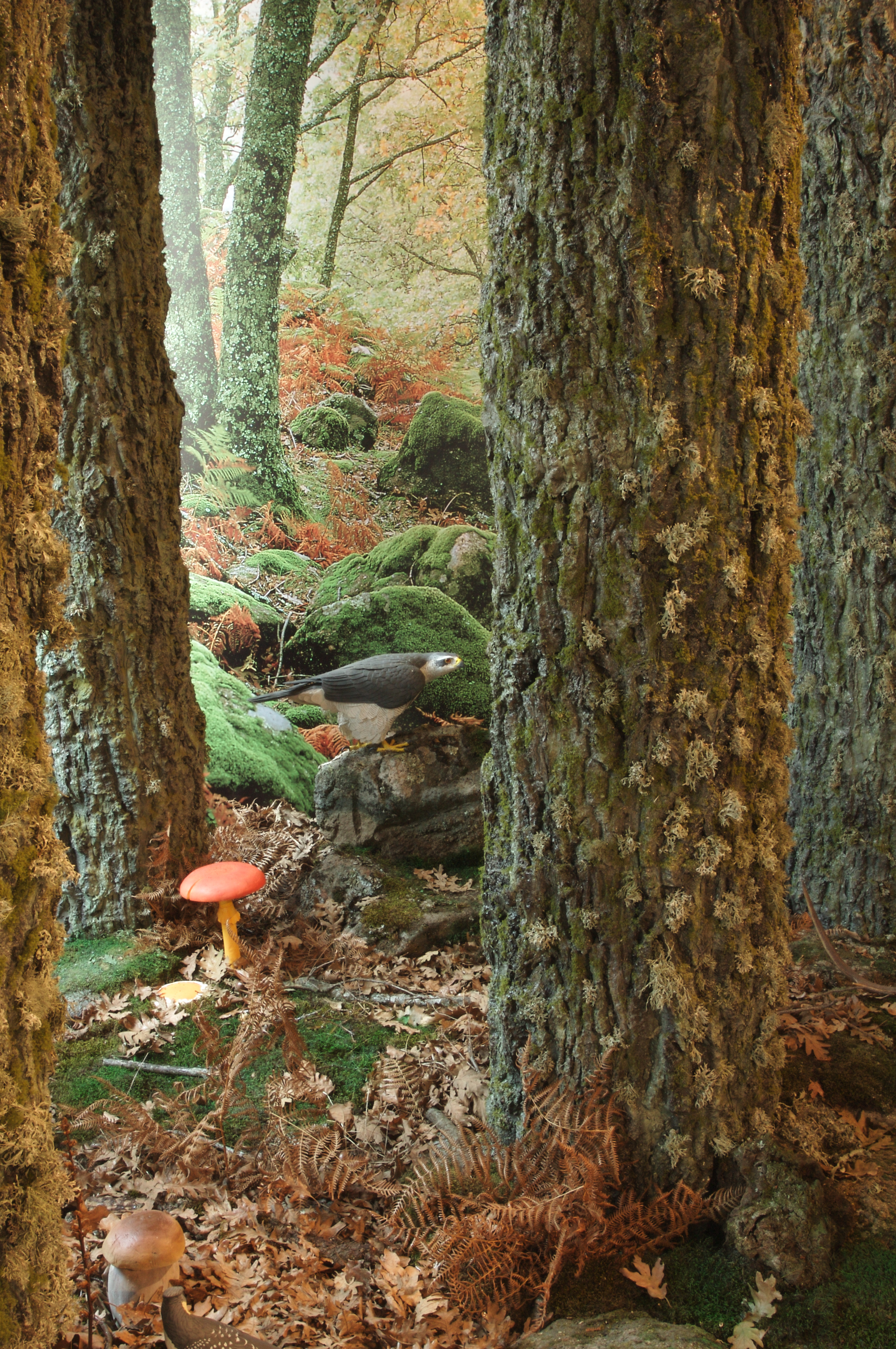 SALA BOSQUE 1