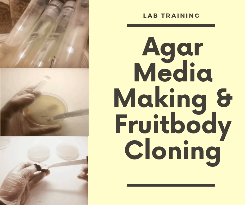 how to make agar media