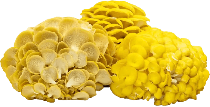 Golden (Yellow) Oyster Mushroom