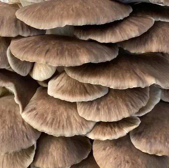 Italian (Phoenix) Oyster Mushroom