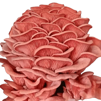 Pink Oyster Mushroom
