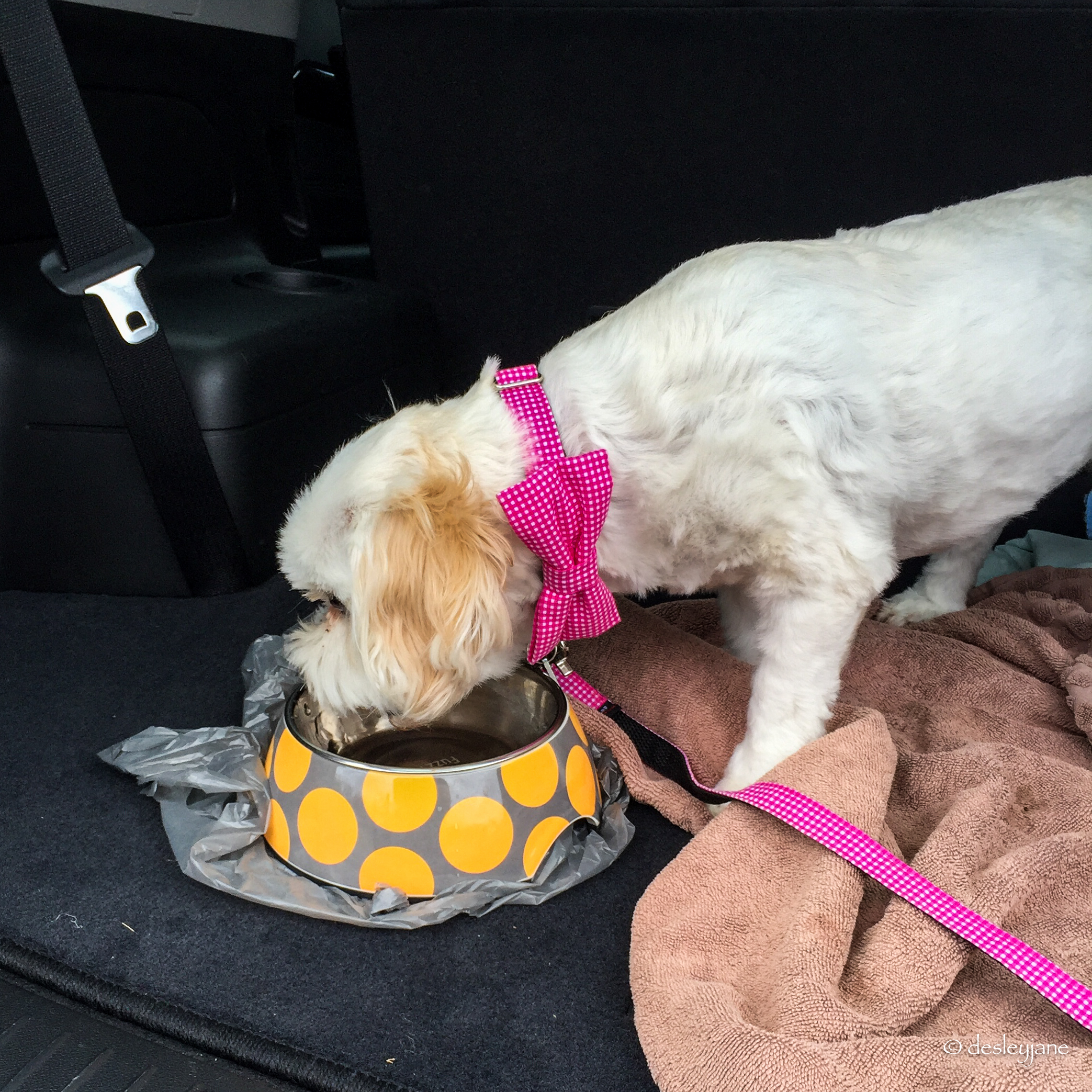 Time for a drink in the back of the car (iPhone)