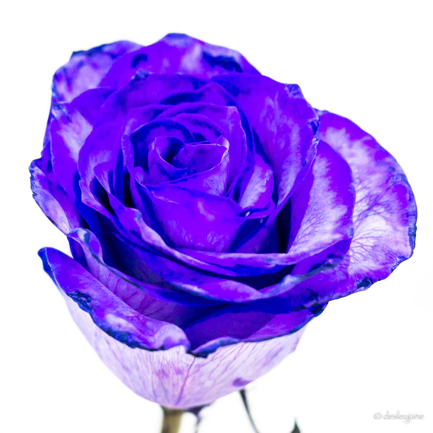 Purple Rose