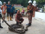 Python In M Sia Devours Mother Goat Its 2 Kids Weighs 240kg After Feast