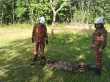 Python In M Sia Devours Mother Goat Its 2 Kids Weighs 240kg After Feast