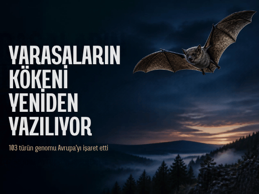 Yarasaların Kökeni Yeniden Yazılıyor: 103 Türün Genomu Avrupa’yı İşaret Etti