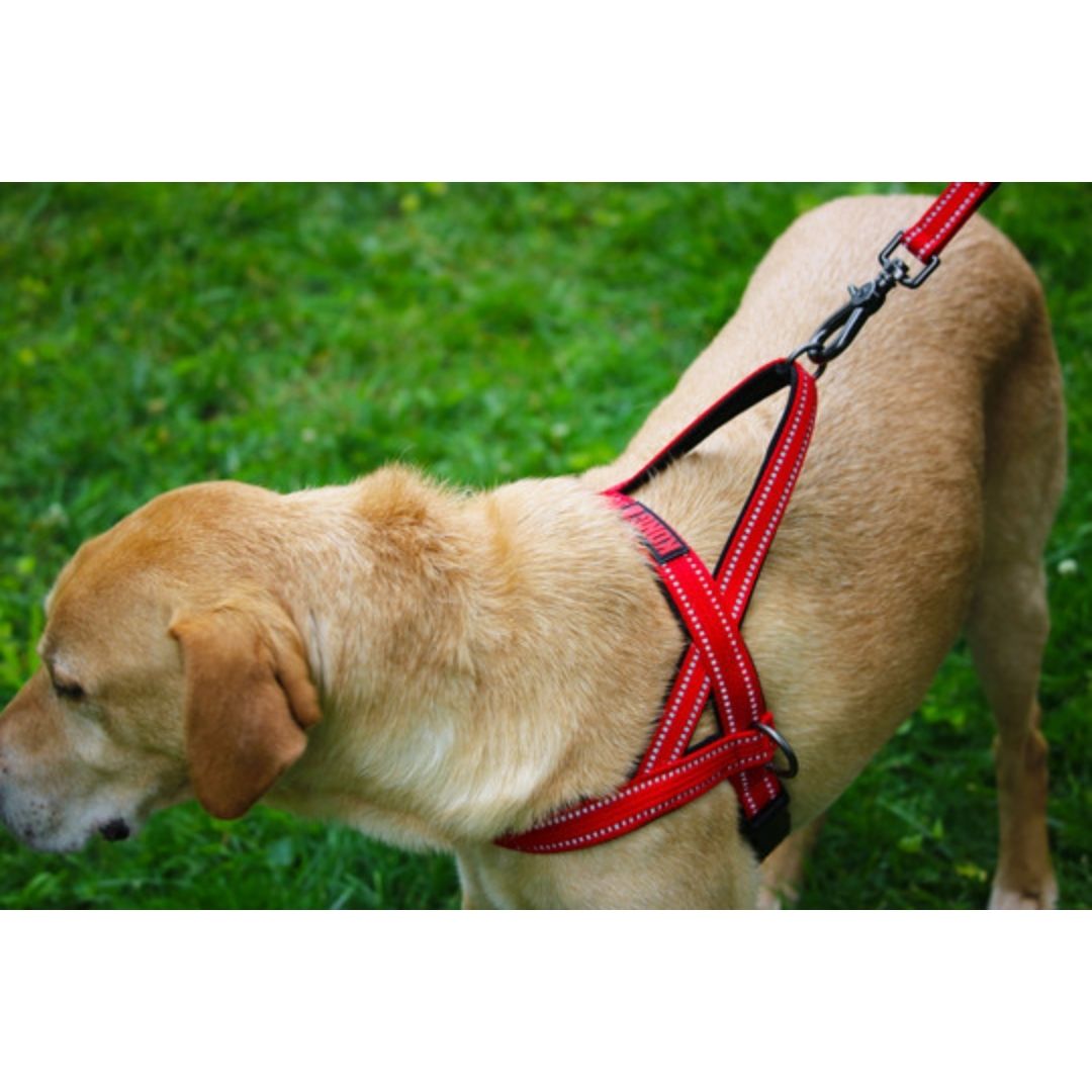 kong dog harness