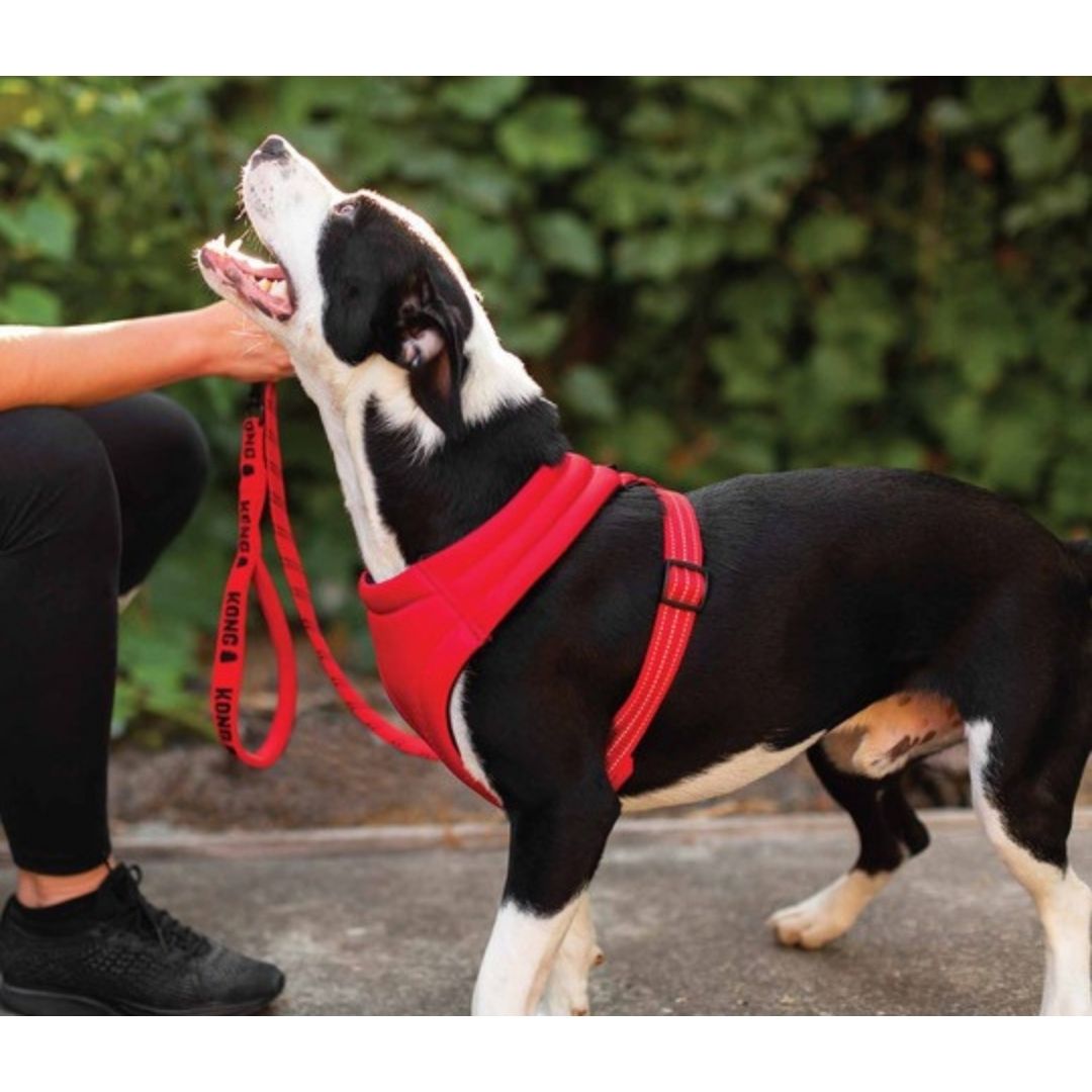 kong padded harness large