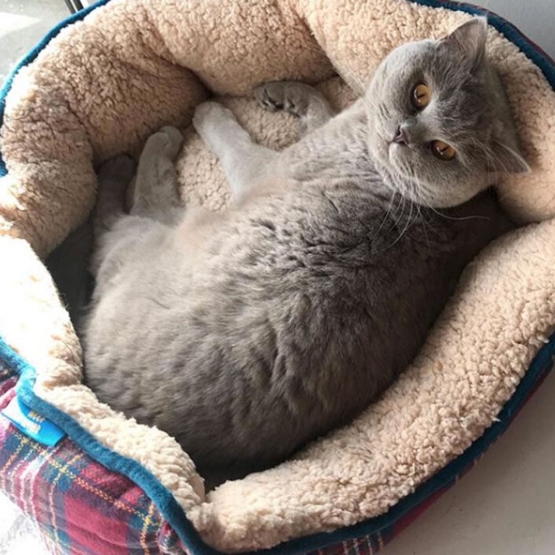 tartan cat bed