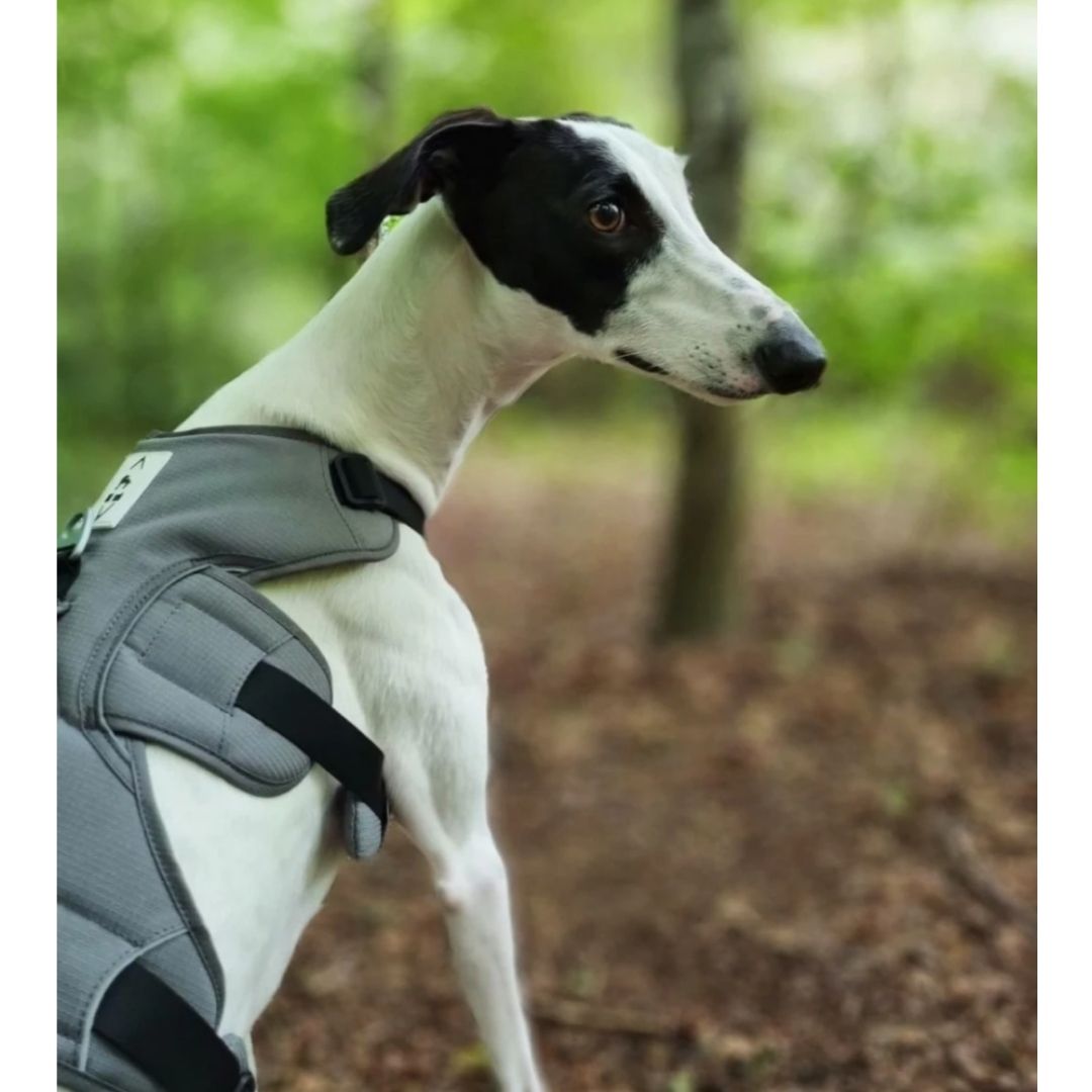 5 point dog harness