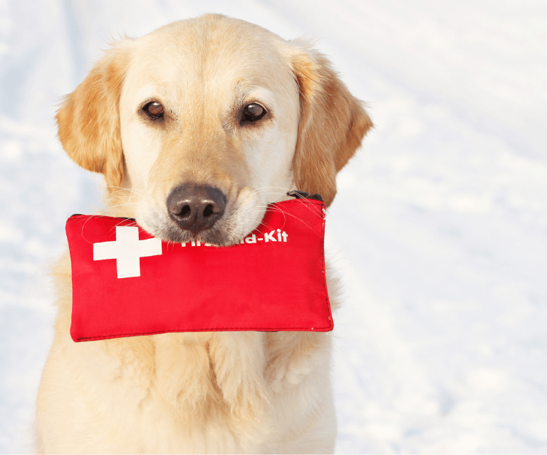 Can I Bring My Dog On A Cruise Plus 9 Canine Cruise Needs Pet First Aid Kit 