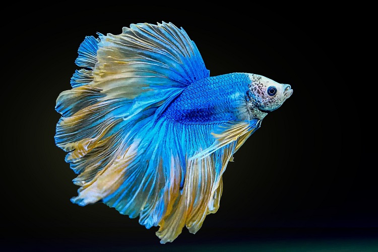 Do Betta Fish Need Light Dark How Many Hours Per Day In 2020 Betta Fish Betta Fish Care Fish Care A common question we are asked is how often do you feed a betta fish Given their tropical nature like most other warmer tanks bettas need to be fed at least twice a day. Do Betta Fish Need Light Dark How Many Hours Per Day In 2020 Betta Fish Betta Fish Care Fish Care