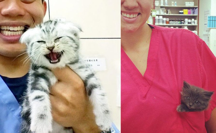 How to socialize your kitten