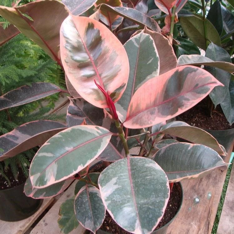 Ficus Elastica Ruby Red - City Pictures - Gorgeous Full HD Collection