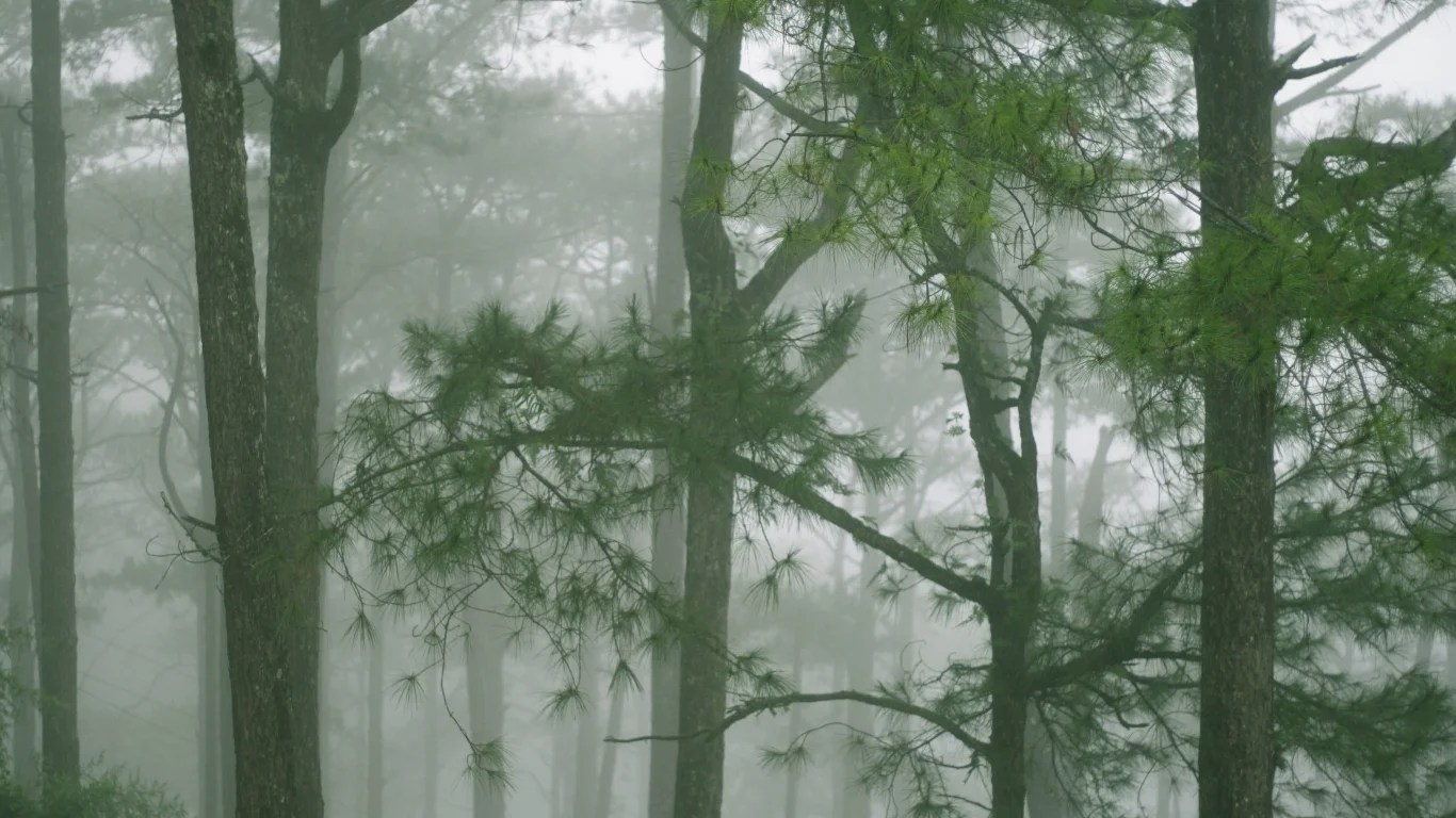 Picturesque Pine Trees in Beautiful Baguio