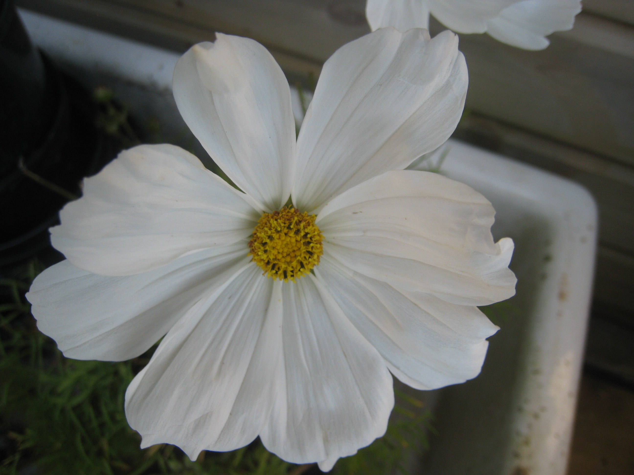 Funeral mybeautfulthings