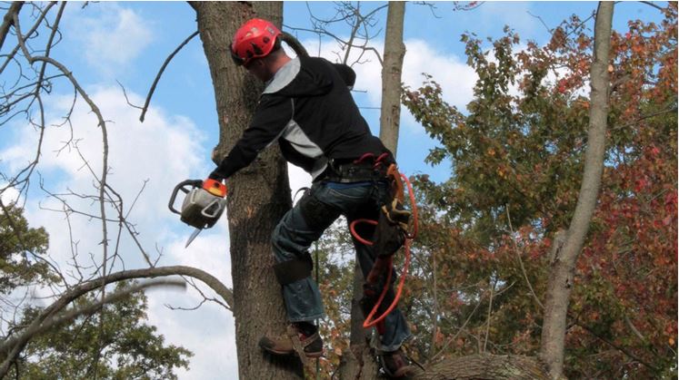 Elmer S Tree Cutting Trimming Services 27 Photos Product Service